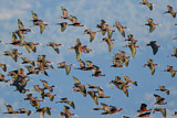 Image. Glossy Ibis