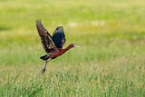 Image. Glossy Ibis