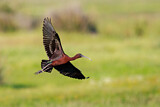 Image. Glossy Ibis