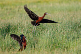 Image. Glossy Ibis