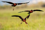 Image. Glossy Ibis