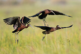 Image. Glossy Ibis