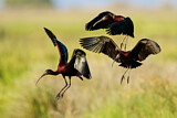 Image. Glossy Ibis