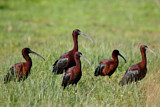 Image. Glossy Ibis