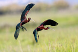 Image. Glossy Ibis