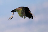 Image. Glossy Ibis