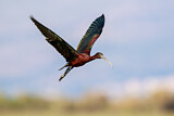 Image. Glossy Ibis