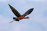 Image. Glossy Ibis