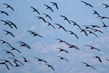 Image. Glossy Ibis