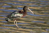 Image. Glossy Ibis