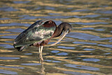Image. Glossy Ibis