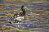 Image. Glossy Ibis