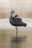 Image. Glossy Ibis