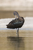 Image. Glossy Ibis