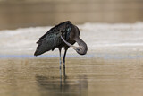 Image. Glossy Ibis