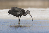 Image. Glossy Ibis