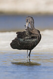 Image. Glossy Ibis