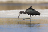 Image. Glossy Ibis