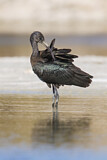 Image. Glossy Ibis