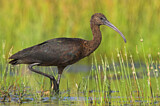 Image. Glossy Ibis
