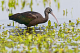 Image. Glossy Ibis