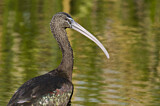 Image. Glossy Ibis