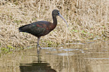 Image. Glossy Ibis