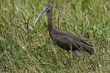 Image. Glossy Ibis