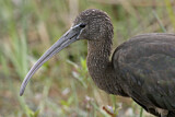 Image. Glossy Ibis