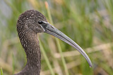 Image. Glossy Ibis