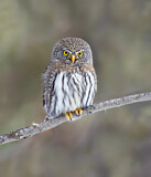 Image. Gnomenzwergkauz