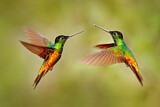 Image. Goldbauch-Andenkolibri