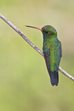 Image. Goldbauch-Smaragdkolibri