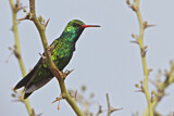 Image. Goldbauch-Smaragdkolibri