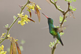Image. Goldbauch-Smaragdkolibri