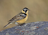 Image. Goldbauch-Spornammer