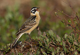 Image. Goldbauch-Spornammer