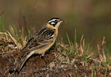 Image. Goldbauch-Spornammer