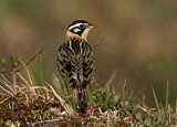 Image. Goldbauch-Spornammer