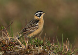 Image. Goldbauch-Spornammer