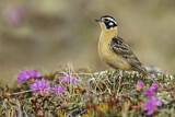 Image. Goldbauch-Spornammer