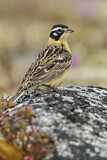 Image. Goldbauch-Spornammer