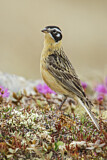 Image. Goldbauch-Spornammer