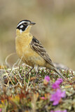 Image. Goldbauch-Spornammer