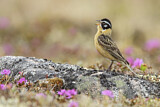 Image. Goldbauch-Spornammer