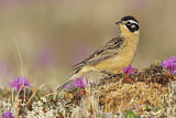 Image. Goldbauch-Spornammer
