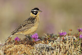 Image. Goldbauch-Spornammer
