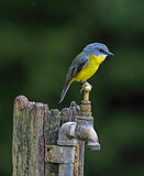 Image. Goldbauchschnäpper