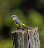 Image. Goldbauchschnäpper