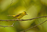Image. Goldbauchvireo